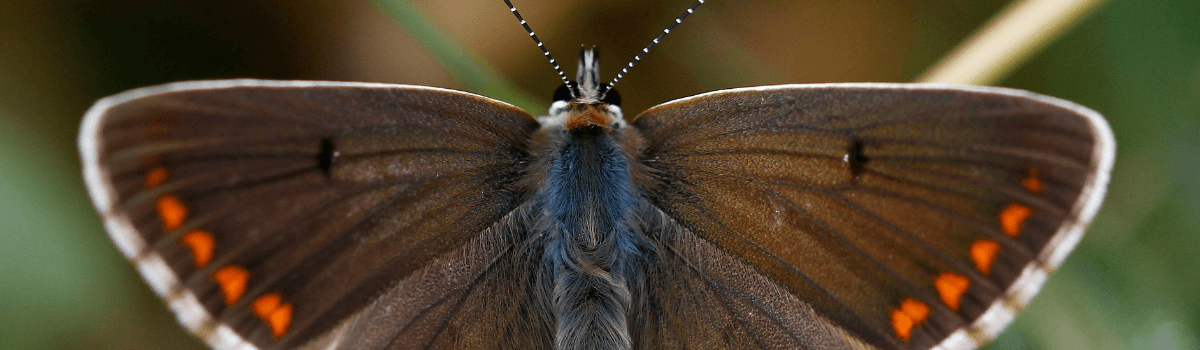 Paseo Geobotánico. Olvena